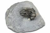 Spiny Comura Trilobite - Ofaten, Morocco #362813-2